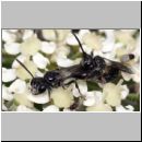 Mimumesa sp - Grabwespe 07d 6-7mm Paarung.jpg